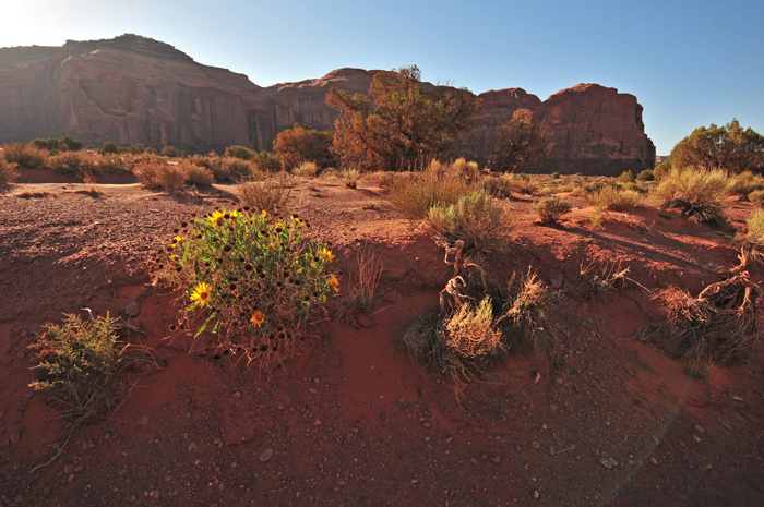 Badlands Mule-ears, as shown in the photo, prefers dry slopes, mesas and sandy soil. Scabrethia scabra